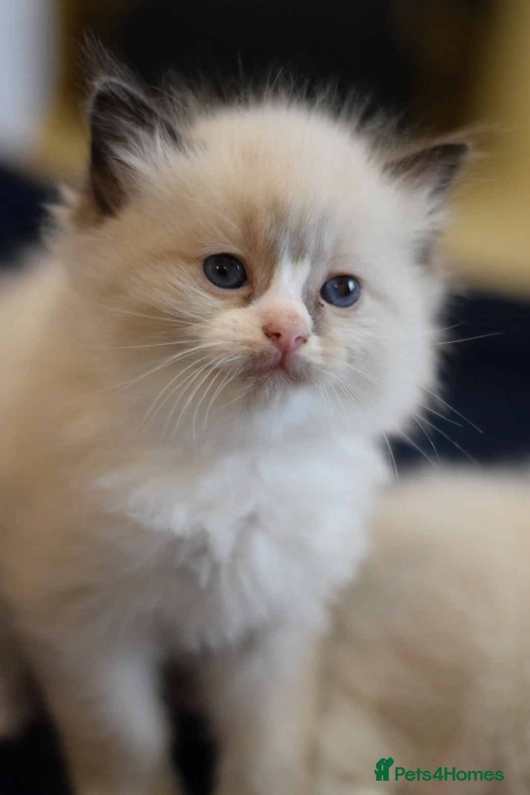 Ragdoll cats for sale: Adorable Ragdoll Kittens Looking for Forever Homes - Advert 14