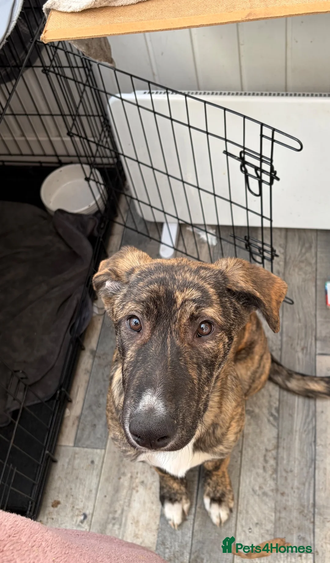 Mixed Breed dogs for sale: Nova, 10 months  - Advert 4