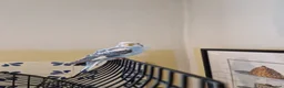 Budgerigars birds for sale: Home Budgie - Advert 1