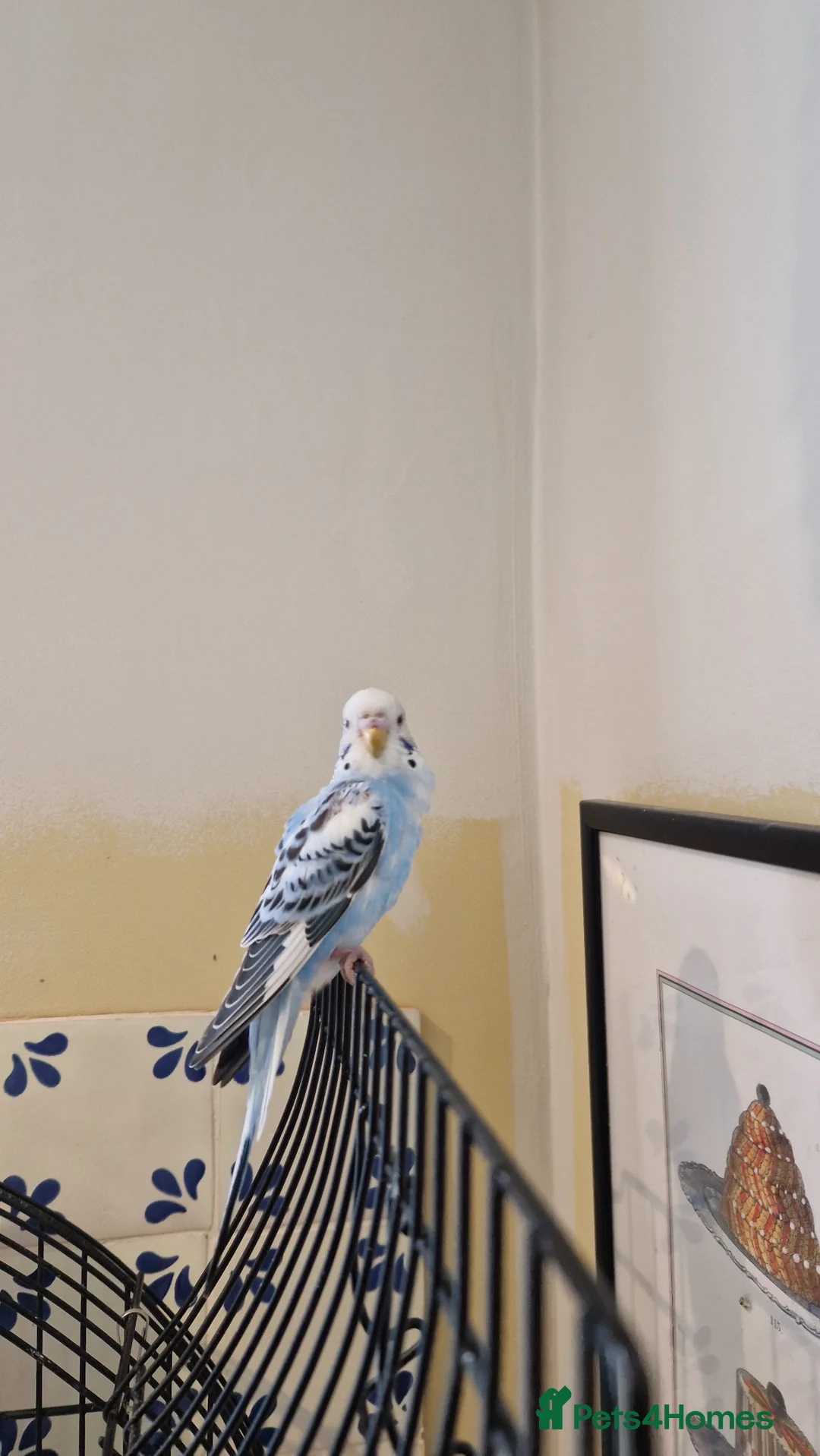 Budgerigars birds for sale: Home Budgie - Advert 1