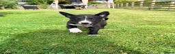 Border Collie dogs for sale: 2 Beautiful Collie Dogs for sale  - Advert 3