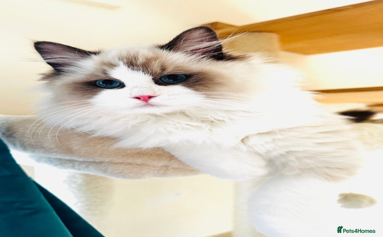 Ragdoll cats - Advert 2