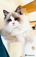 Ragdoll cats - Advert 10