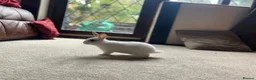 Mixed Breed rabbits for sale: Bunnies for sale  - Advert 11