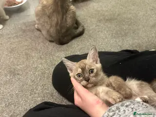 Asian cats GCCF pedigree Asian kittens - Advert 3