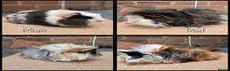 Guinea Pig rodents for sale: 5 Baby Girl Guinea Pigs - Advert 8