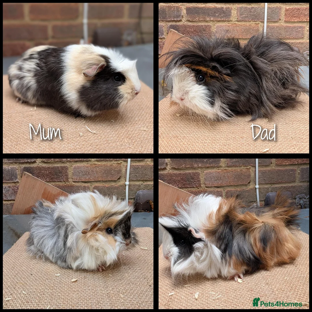 Guinea Pig rodents for sale: 5 Baby Girl Guinea Pigs - Advert 8