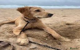 Golden Retriever dogs for stud: Stunning Health-Tested KC Golden Retriever Stud - Image 9