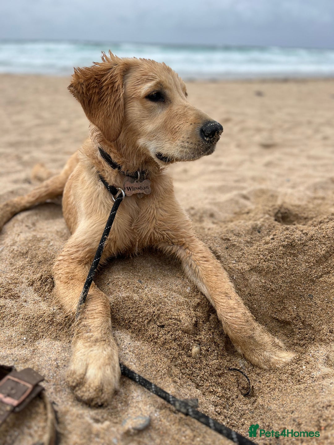 Golden Retriever dogs for stud: Stunning Health-Tested KC Golden Retriever Stud - Image 9