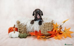 Mixed Breed dogs for sale: Final 2  puppies sharpei x show cocker   - Image 8