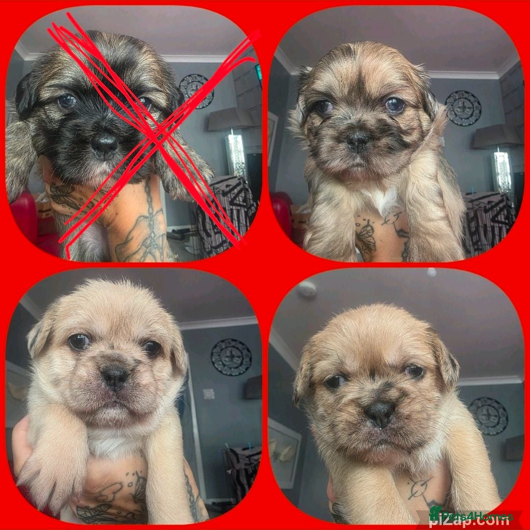 Mixed Breed dogs French Bull Tzu. 8 weeks old 3 girls left - Advert 3