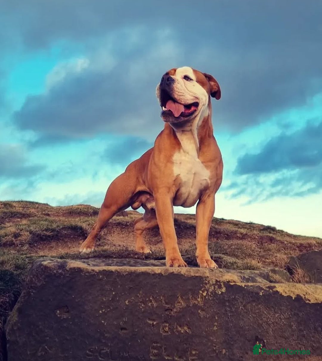 Olde English Bulldogge dogs for sale: Stanley - Image 2