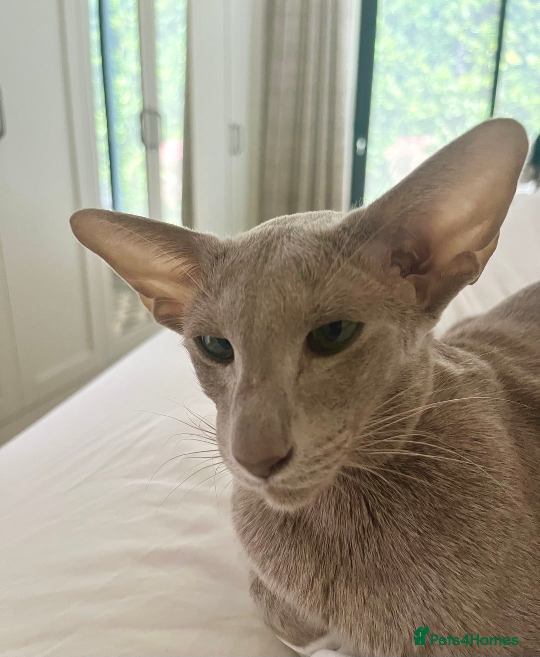 Oriental cats for sale: Supreme pedigree Lilac Oriental kittens GCCF reg - Advert 7