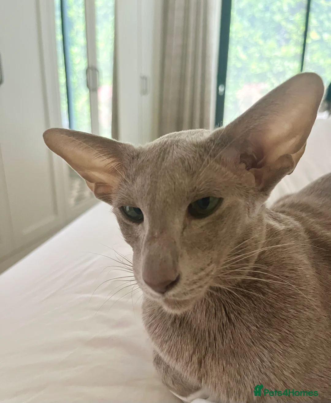 Oriental cats for sale: Supreme pedigree Oriental kittens GCCF reg - Advert 16