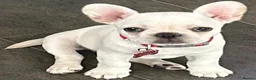 Frug dogs for sale: Beautiful girl  - Advert 12