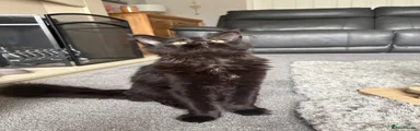 Maine Coon Kitten 4