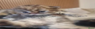 Persian Kitten 2