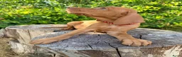 Hungarian Vizsla dogs for sale:     KC Hungarian Vizsla Puppies - Licensed ⭐ - Advert 7