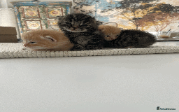 Mixed Breed cats for sale: 4Adorable Longhair Kittens-ready late Sep - Image 18
