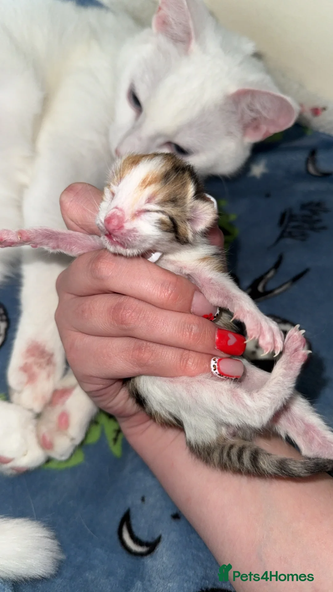 Mixed Breed cats for sale: Beautiful calico female  - Advert 2