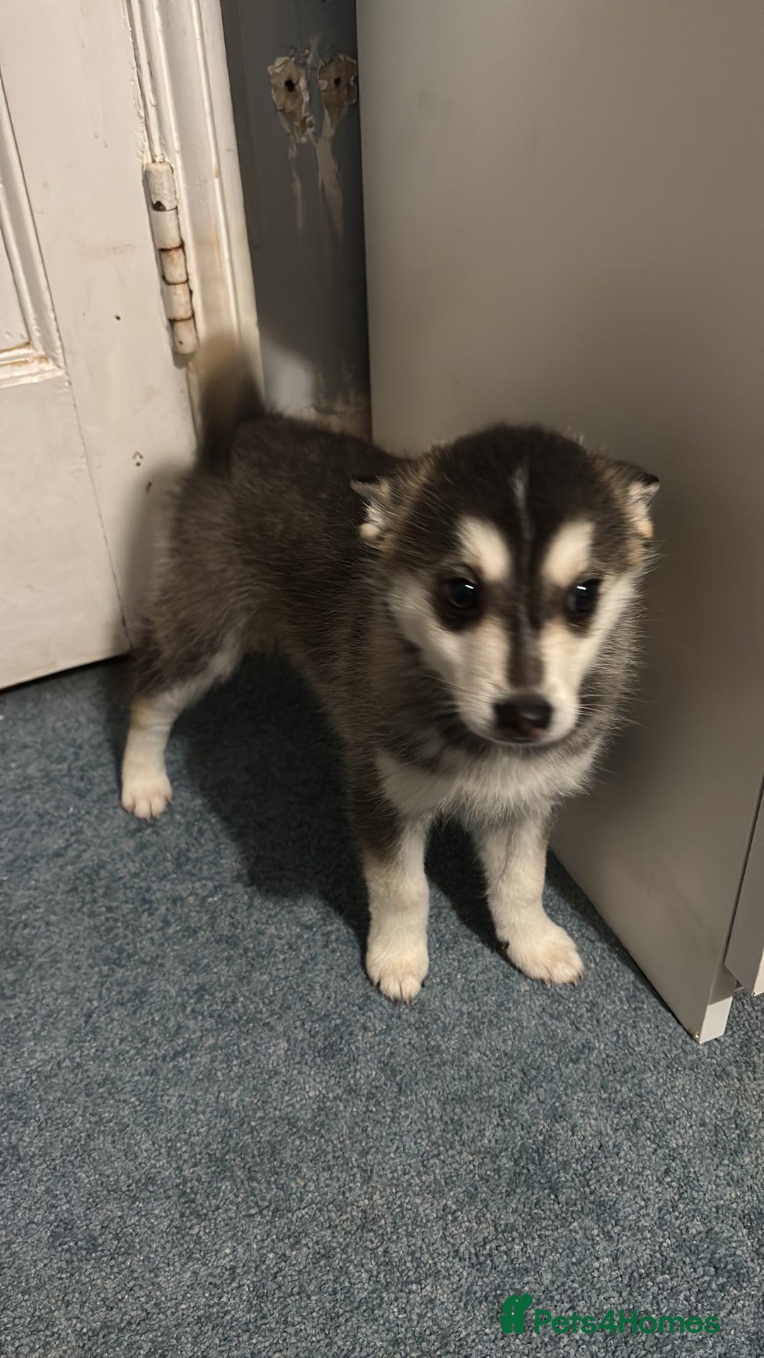 Pomsky dogs for sale: F4 tiny pomsky pups REDUCED need homes now - Advert 15