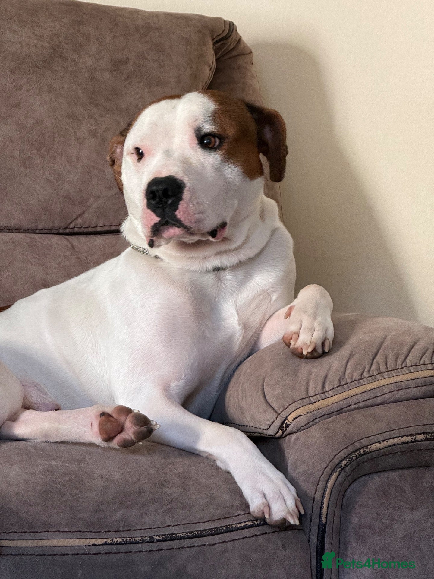 Staffordshire Bull Terrier dogs Leo.  - Advert 5