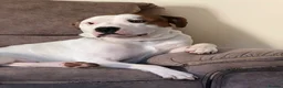 Staffordshire Bull Terrier dogs for sale: Leo.  in Northampton - Advert 1