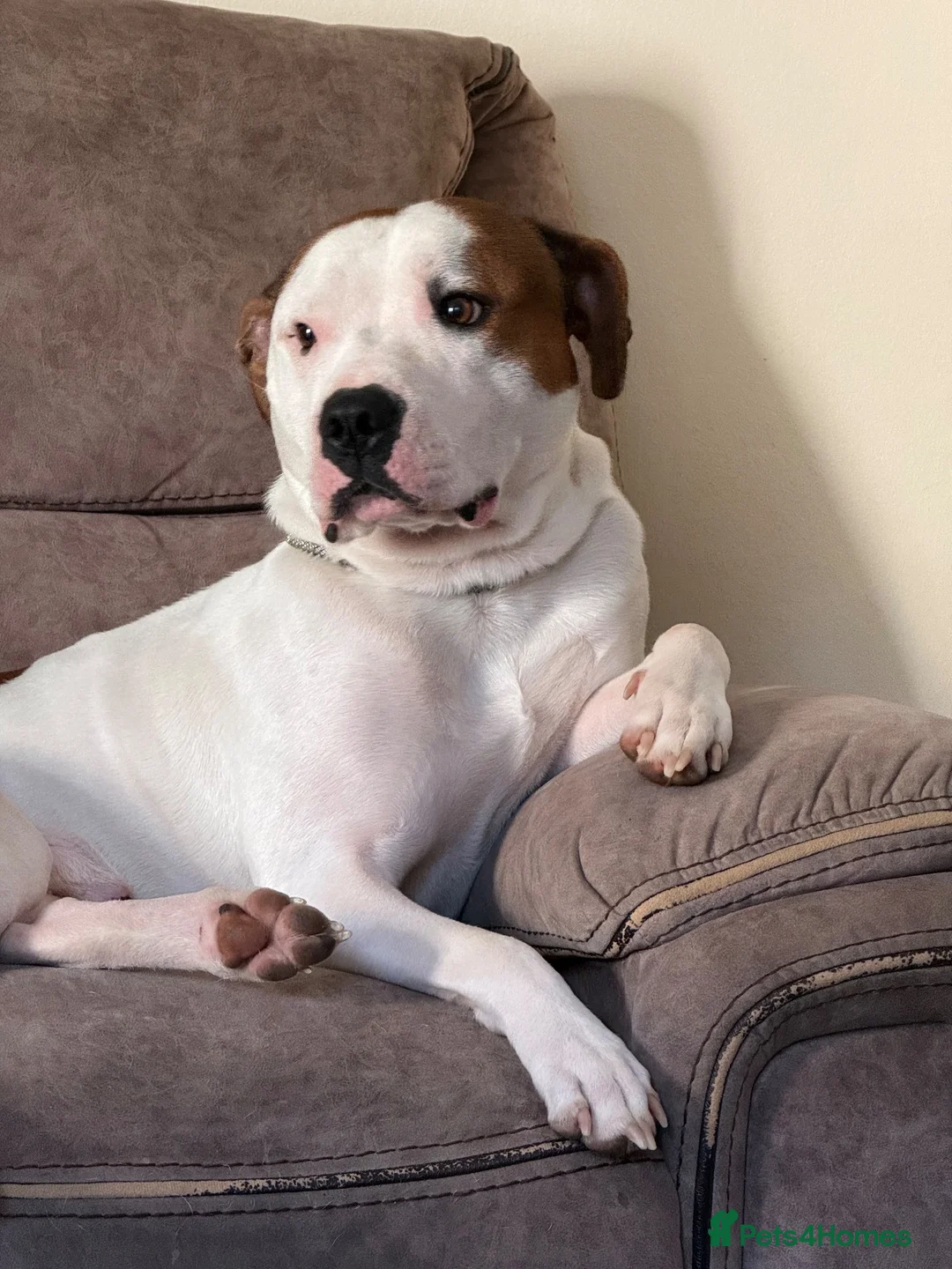 Staffordshire Bull Terrier dogs for sale: Leo.  in Northampton - Advert 1