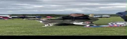 Whippet dogs for sale: KC whippet Puppies  - Advert 14