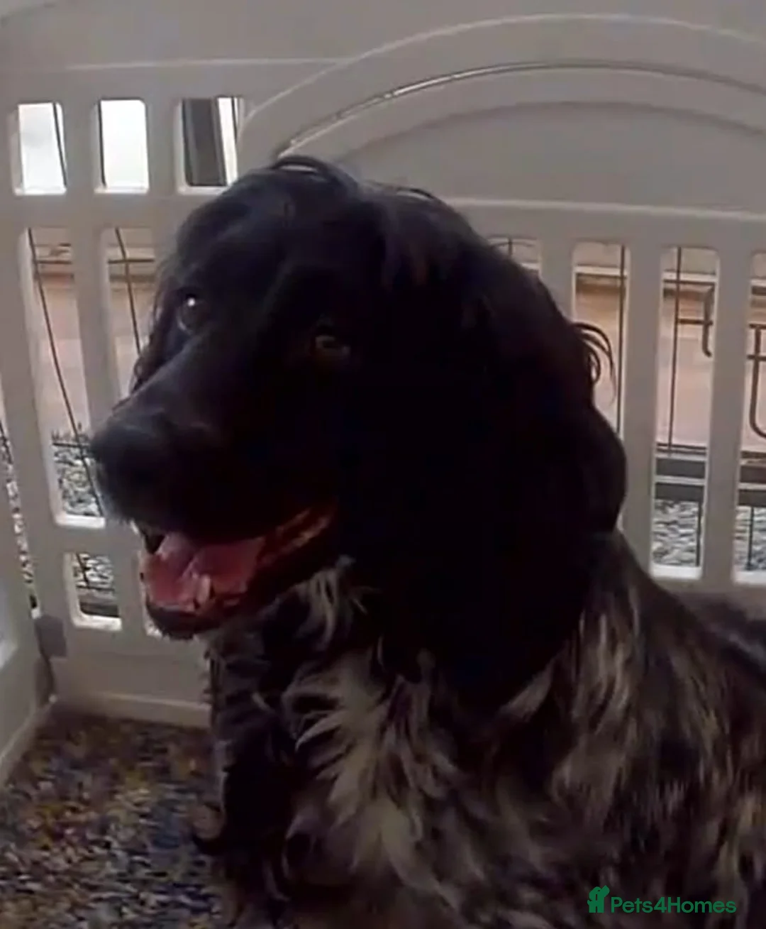 Cocker Spaniel dogs for sale: Special Home Wanted - Boy Schnocker - Advert 2
