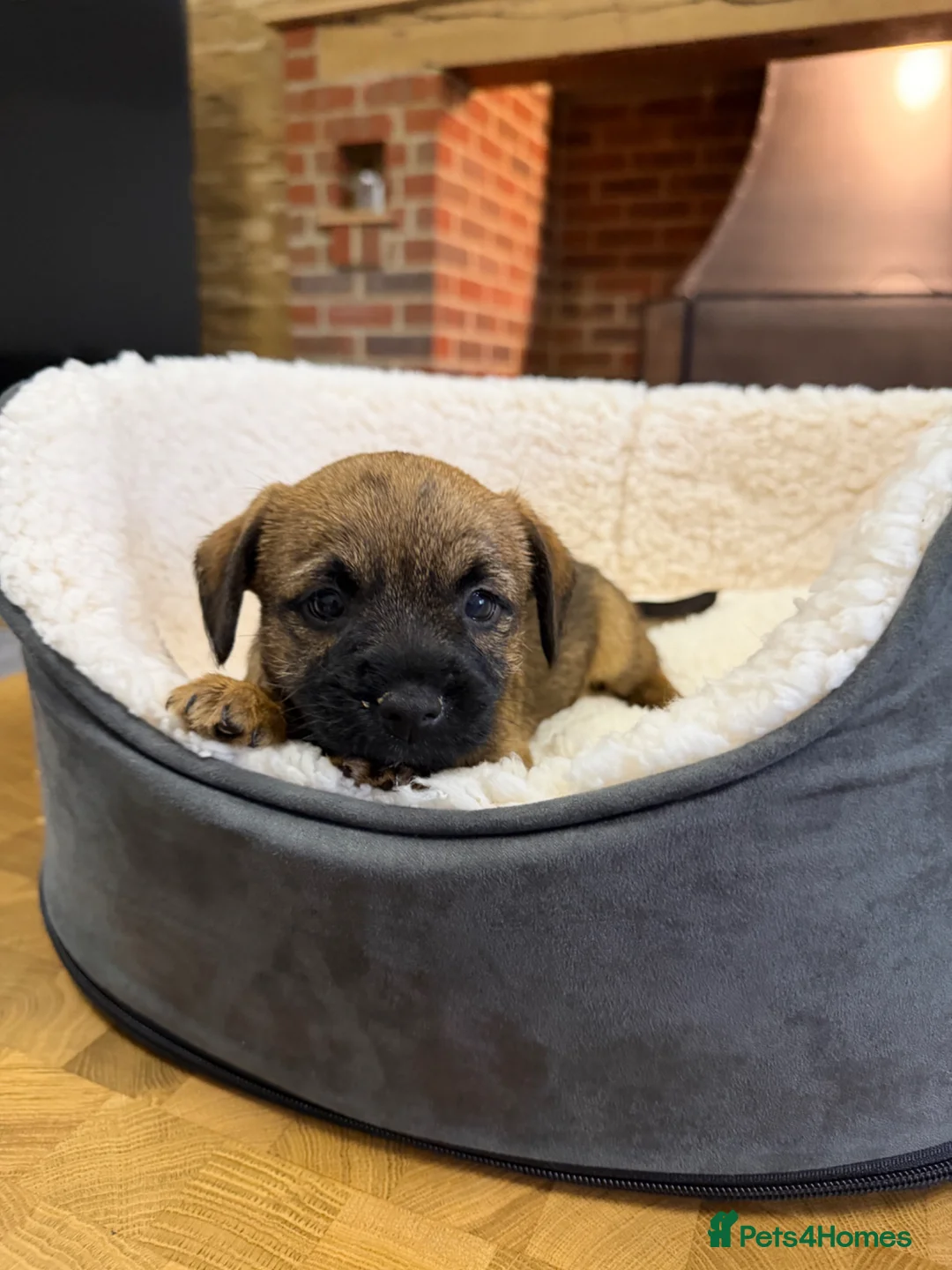 Border Terrier dogs for sale: Border Terrier Puppies For Sale  in Tonbridge - Advert 2