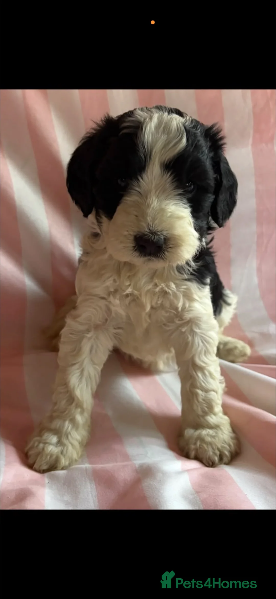 Cockapoo dogs for sale: Cockerpoo puppies for sale  - Advert 13