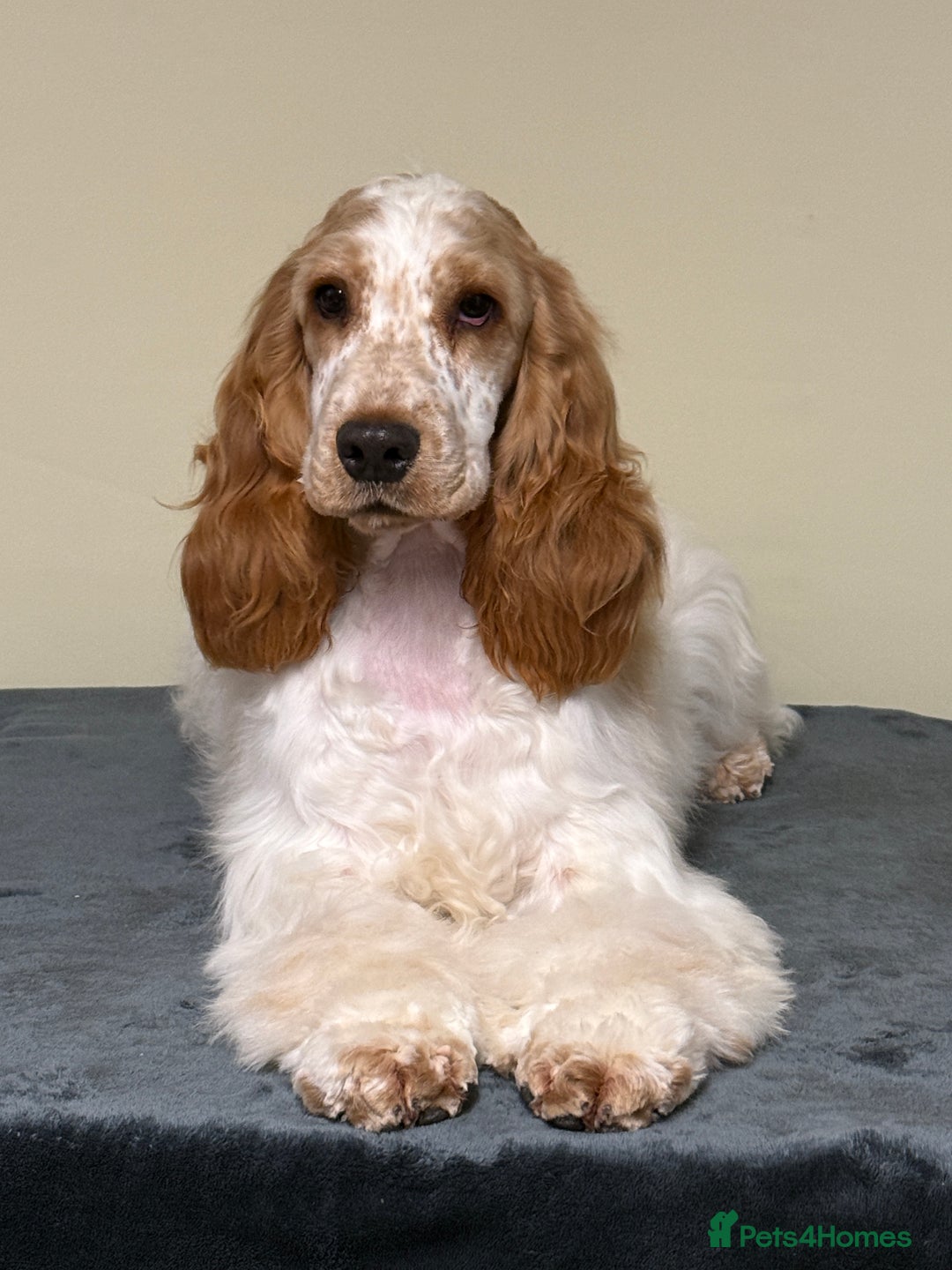 Cocker Spaniel dogs for sale: ADORABLE - Advert 5