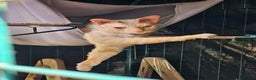 Siamese cats for sale: Siamese X Sphynx kittens - Advert 25