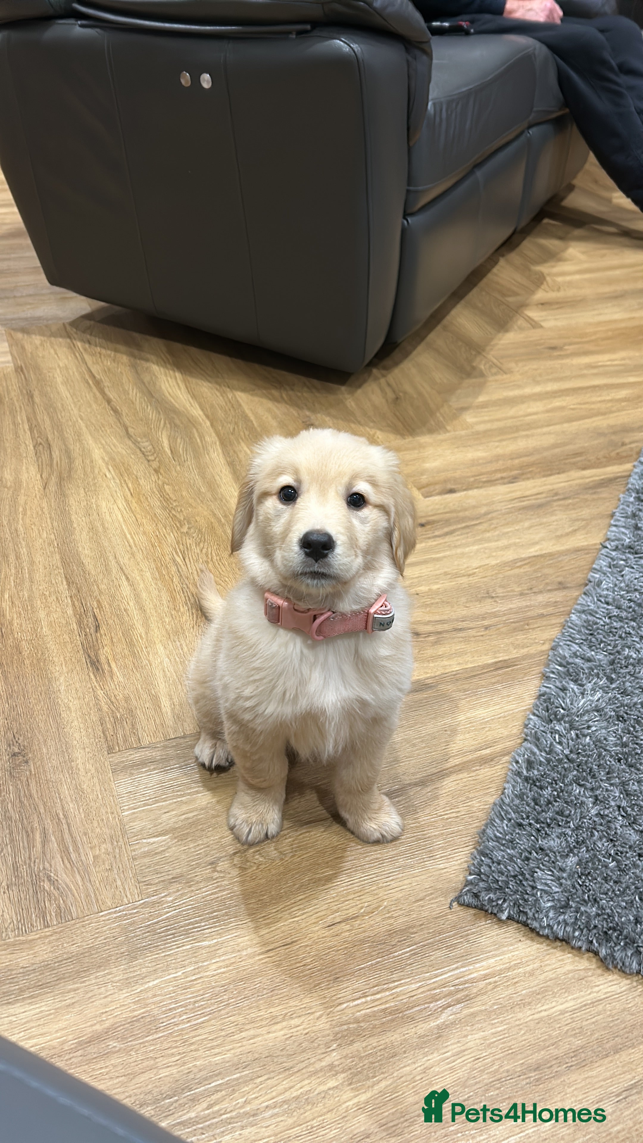 Golden Retriever dogs 15 week Golden Retriever Puppy - Advert 4