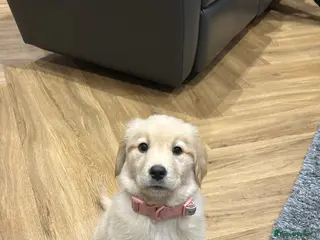 Golden Retriever dogs 15 week Golden Retriever Puppy - Advert 2