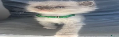💚green - male Kitten 2 