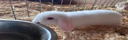 Mini Lop rabbits for sale: 5 beautiful bunnies for sale  - Advert 21