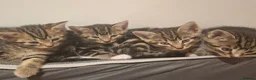 Mixed Breed cats for sale: 2 beautiful kittens left - Advert 24