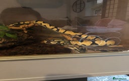 Python Snake reptiles for sale: Royal ball python (female) - Image 4
