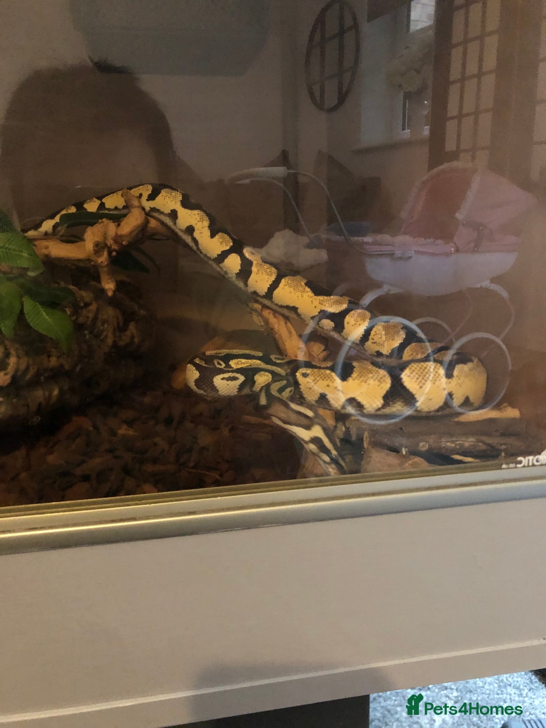 Python Snake reptiles for sale: Royal ball python (female) - Image 4