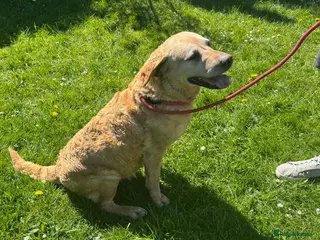 Labrador Retriever dogs Lovable Labrador girl - Advert 15