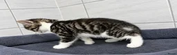 Bengal cats for sale: 🐾 2 Beautiful Bengal Cross Female Kittens  🐾 - Advert 5