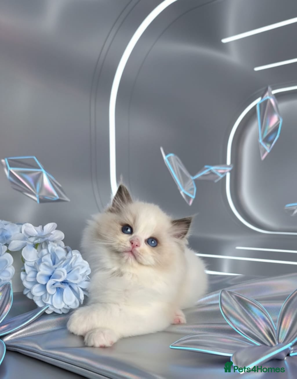 Ragdoll cats 🐾RAGDOLL KITTENS – BLUE BICOLOR BOYS AVAILABLE 🐾 - Advert 2