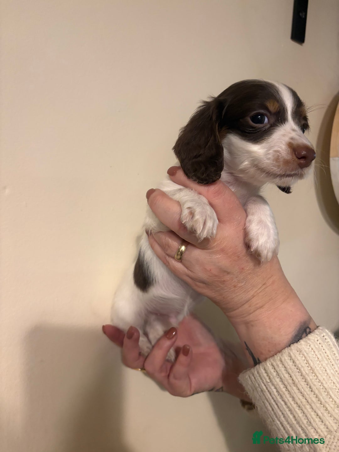 Dachshund dogs for sale: Miniature long haired dachshunds - Advert 8