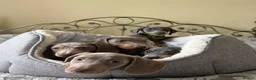 Miniature Dachshund dogs for sale: Miniature dachshund puppies  - Advert 5