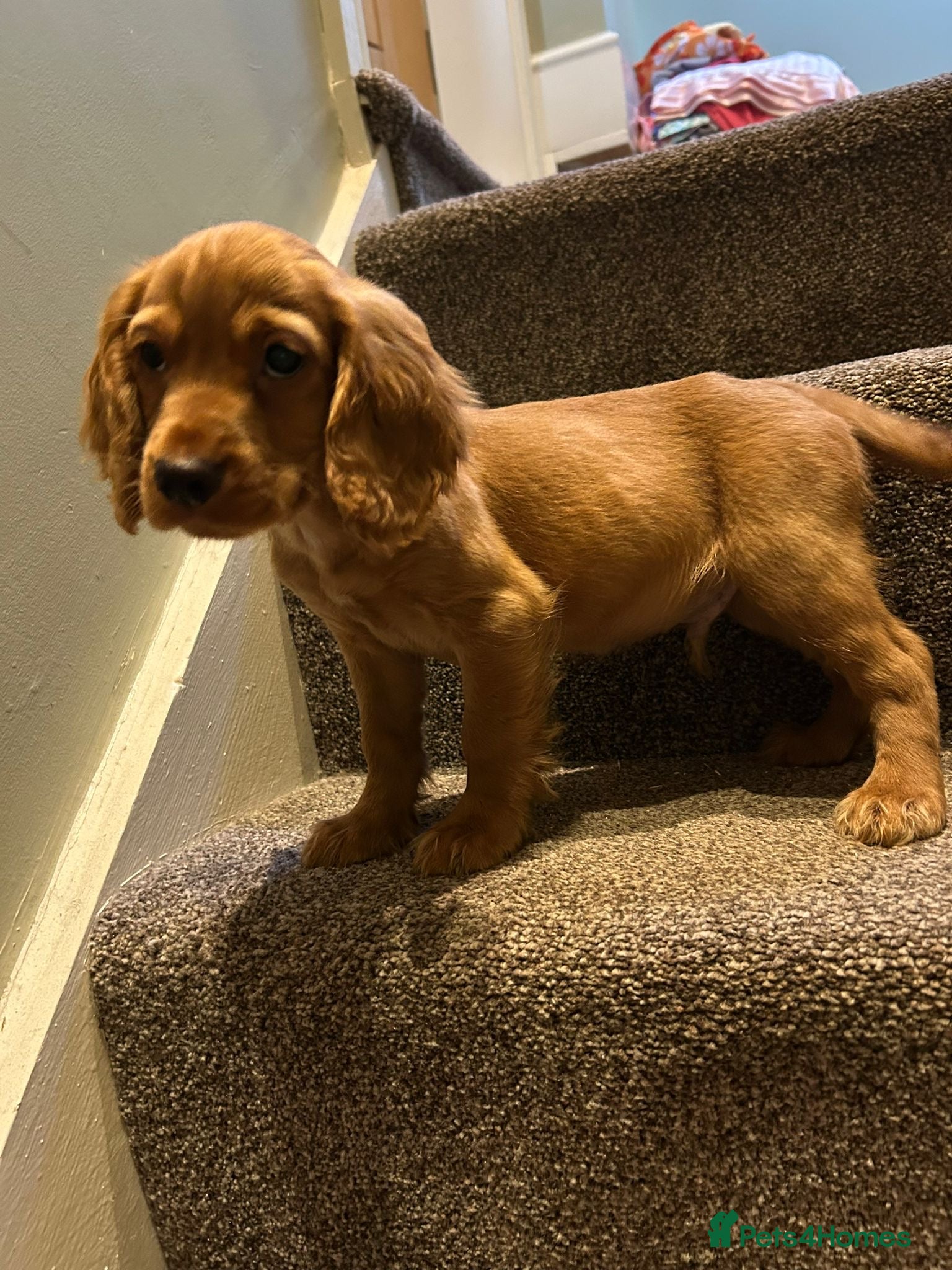 Cocker Spaniel dogs Working cocker spaniel kc registered boys only  - Advert 2