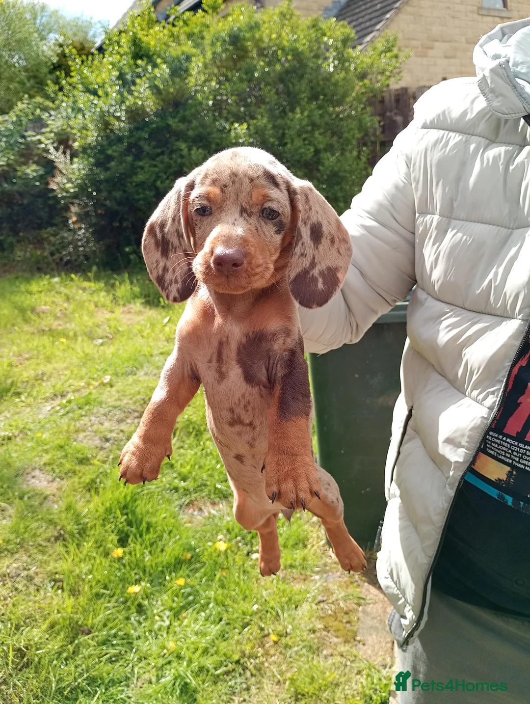 Miniature Dachshund dogs for sale: Beautiful Liter of Miniature Dachshund Puppies - Advert 1