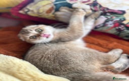 Scottish Fold cats for sale: Gold Chinchilla Scottish fold baby’s  - Image 35