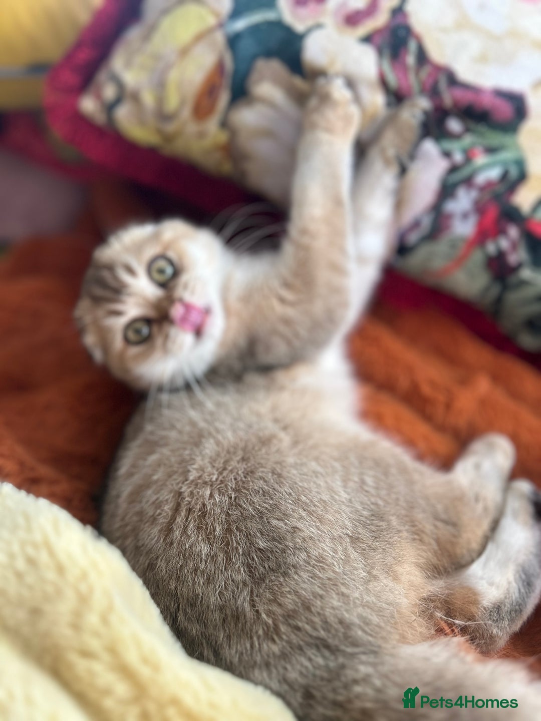 Scottish Fold cats for sale: Gold Chinchilla Scottish fold baby’s  - Image 35